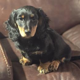 Junior - Black and tan male Dachshund puppy in Ethel, Washington from Mickey's Miracle Doxies