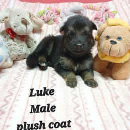 Luke Black Collar - Black and red male German Shepherd puppy in Bedias, Texas from TiPi S Ranch's German Shepherds