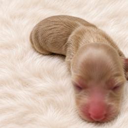 Joy - Cream female Dachshund puppy in Sebring, Florida from Mini Weenies