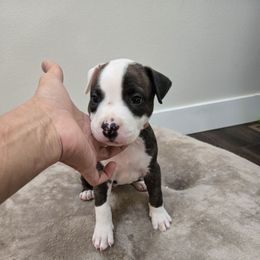 Sheepstealer - Blue brindle male American Pit Bull Terrier puppy in Aurora, Colorado from BlueRose Kennel