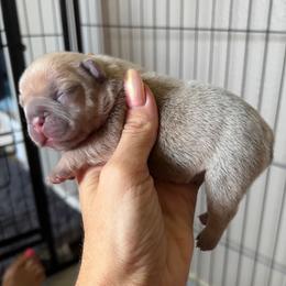 Lilac fawn male from OFA'd parents - Fawn and white male French Bulldog puppy in Billings, Montana from Montana Made Frenchies
