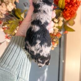 Sapphire 💙 - Blue merle female Aussiedoodle puppy in Granbury, Texas from Triple Cross Doodles