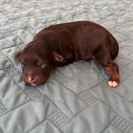 Girl 4 - Black phantom female Aussiedoodle puppy in Cedar Park, Texas from Lollipups Mini Aussiedoodles