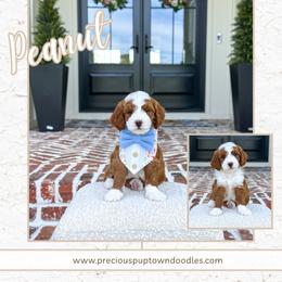 Peanut - Red  male Goldendoodle puppy in Bell Buckle, Tennessee from Precious Puptown Doodles