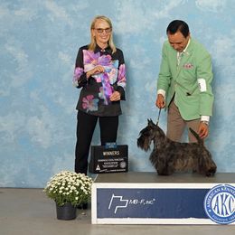 Mia - Scottish Terrier