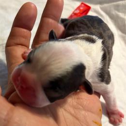 Red collar boy - Black brindle and white male Boston Terrier puppy in Sunnyside, Washington from Boston Terriers