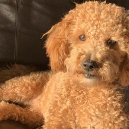 Goldendoodles from FinleysDoodles