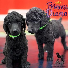 Princess Diana - Black female Poodle puppy in Nederland, Texas from Lingo Standard Poodles
