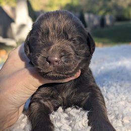 Maroon Girl - Beige female Newfoundland puppy in Independence, Missouri from K & L Ranch
