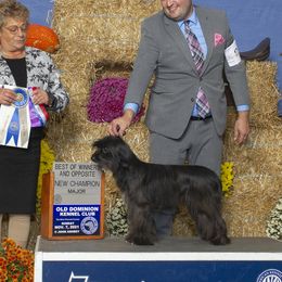 Onyx - Pyrenean Shepherd