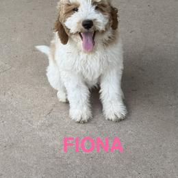 Cockapoo and Goldendoodle Puppies from Diva’s Darling Doodles