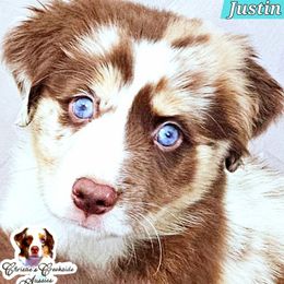 Justin - Red merle male Miniature Australian Shepherd puppy in Punta Gorda, Florida from Christie's Creekside Aussies