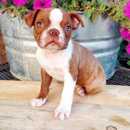 Woody - Liver and white male Shih Tzu puppy in Ontario, Oregon from Keeper of the Stars
