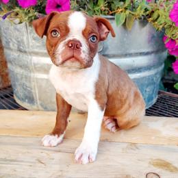 Woody - Liver and white male Shih Tzu puppy in Ontario, Oregon from Keeper of the Stars