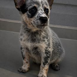 Larkspur - Blue speckled male Australian Cattle Dog puppy in Seneca, Missouri from MO Morningstar Heelers