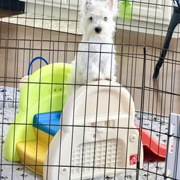 West Highland White Terrier Puppies from SunPeak West Highland White Terriers
