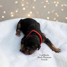Goldilocks - Phantom female Poodle puppy in Ellenburg Center, New York from Kristin's Puppies