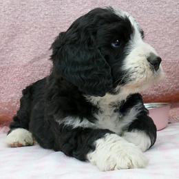 Bernedoodle and Goldendoodle Puppies from Doodles are Amazing