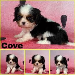 Cove - Tri-color male Cavalier King Charles Spaniel puppy in De Pere, Wisconsin from Rose Garden Kennels