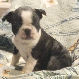 Boston Terrier Puppies from Lotus Life Puppies