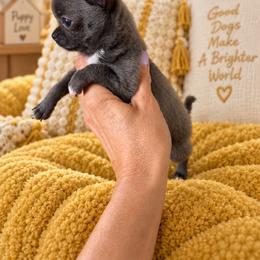 Boy 2 - Blue and white male Chihuahua puppy in Hickman, Tennessee from Lisa's Chihuahuas