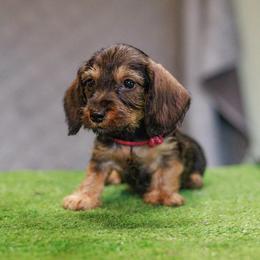 Bree - Red female Dachshund puppy in Auxvasse, Missouri from Above Par Kennels