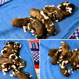 Female 4 - Red and white female Saint Bernard puppy in Albany, Georgia from Magnolia Saint Bernards
