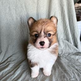Pie - Red female Pembroke Welsh Corgi puppy in Indianapolis, Indiana from Mk’s Corgis