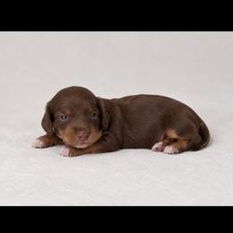 Choco - Chocolate and cream male Dachshund puppy in Bakersfield, California from Pretty Dachshunds 661