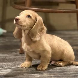 Dachshund Puppies from Charisma Dachshunds