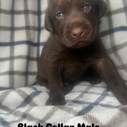 Boy 8 - Chocolate male Labrador Retriever puppy in Disputanta, Virginia from Powells Creek Retreivers