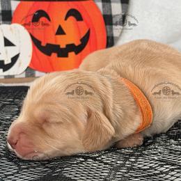 Mr. Orange-2800 - Cream male Dachshund puppy in Sparr, Florida from From the Heart Doxies