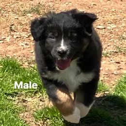 Black Tri male - Black Miniature Australian Shepherd puppy in Wayne, Oklahoma from Zink Ranch Mini Aussies