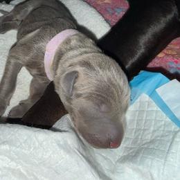 Salt - Blue and rust female Doberman Pinscher puppy in Brookfield, Wisconsin from Haus of Hound