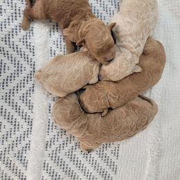 Goldendoodle puppies from Oodles O'Doodles
