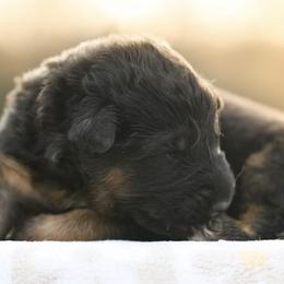Ivan - Black and red male German Shepherd puppy in Canton, Texas from WILDWOOD GERMAN SHEPHERDS