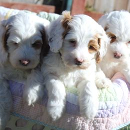Labradoodles from LILY'S Labradoodles