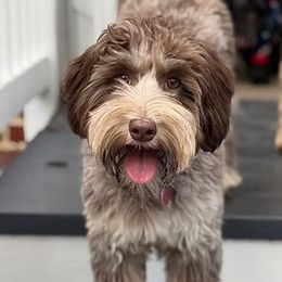 Rylee - Australian Labradoodle