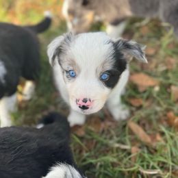 Prancer - Blue merle male Border Collie puppy in Erwin, North Carolina from Herd That Farms