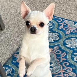 D’Albertino - Chihuahua