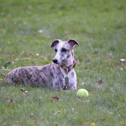 Katie - Whippet