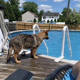 German Shepherds and Rottweilers from Winter German Shepherds and Rotts