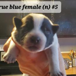 Full mask n - Blue speckled female Australian Cattle Dog puppy in Lenoir, North Carolina from Blue Coyote Ranch