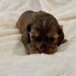 Cocker Spaniel Puppies from Jennifer Dees