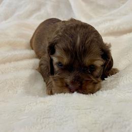 Cocker Spaniel Puppies from Jennifer Dees