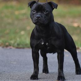 Staffordshire Bull Terrier All Grown Up from Bruhaus Kennels