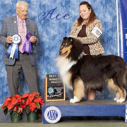 Ch. Val hi's Ace of Spades - Collie