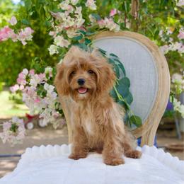 Mahogany - Red male Cavapoo puppy in Queen Creek, Arizona from Dulcito Doodles