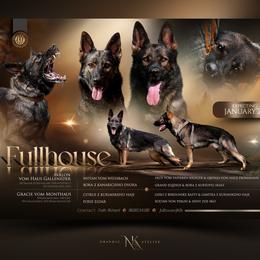 German Shepherd puppies from Vom Fullhaus German Shepherds