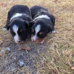 Miniature Australian Shepherd puppies from Tin Roof Aussies